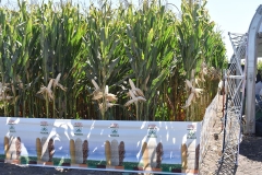 Expo Corteva Pioneer 2019