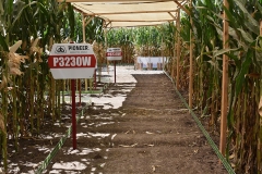 Expo Corteva Pioneer 2019
