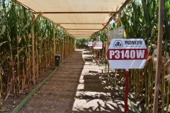 Expo Corteva Pioneer 2019