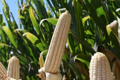 Expo Corteva Pioneer 2019