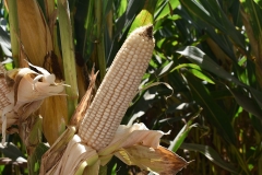 Expo Corteva Pioneer 2019