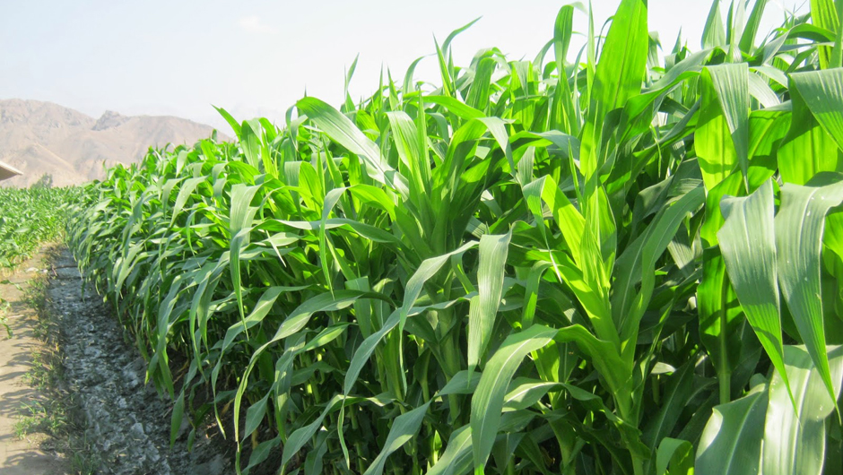 Clasificación de los fungicidas