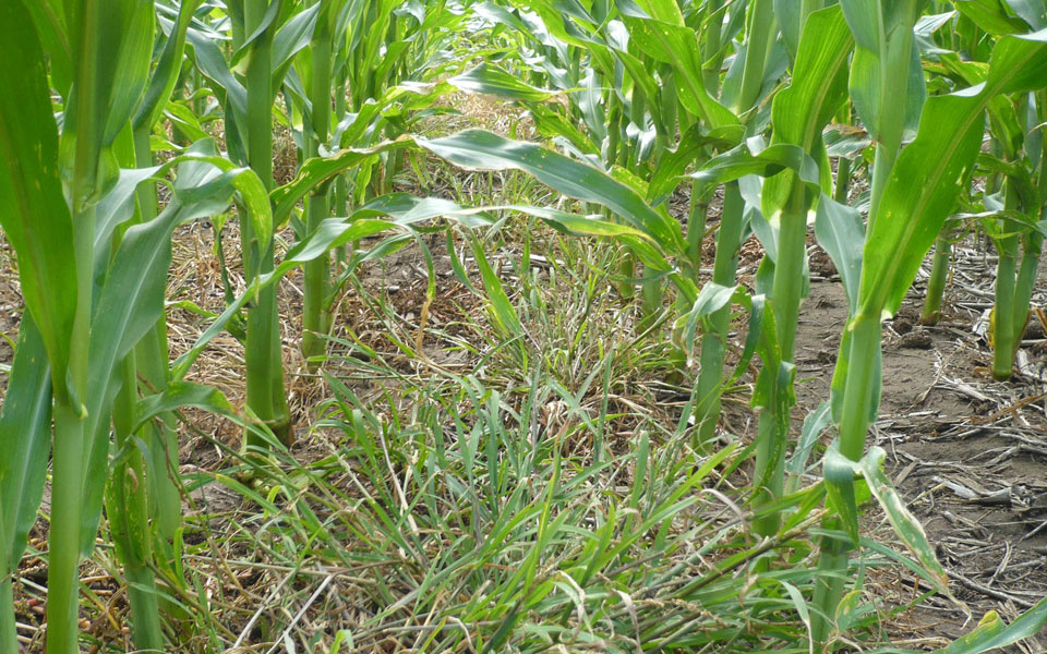 Métodos de control de maleza