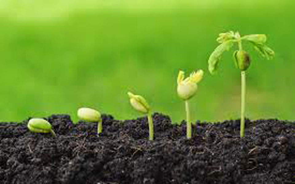 ¿Por qué la sal afecta la germinación de las semillas?