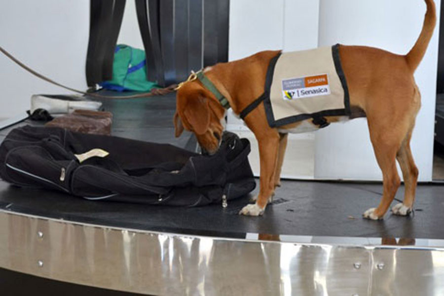 El gran olfato de los perros y la sanidad