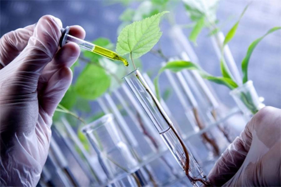 Qual A Importância Da Biotecnologia Na Produção De Sementes - ENSINO