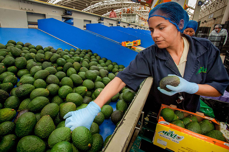 Exportan agricultores mexicanos 73 mdd diarios a USA