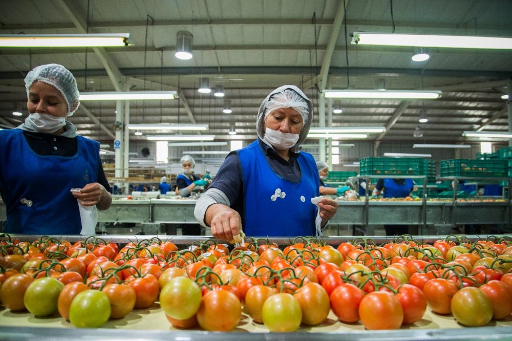 Sector agrícola un impulso económico